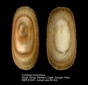 Cymbula compressa